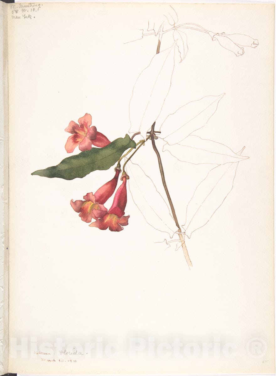 Art Print : Margaret Neilson Armstrong - Rhododendron Flowers : Vintage Wall Art