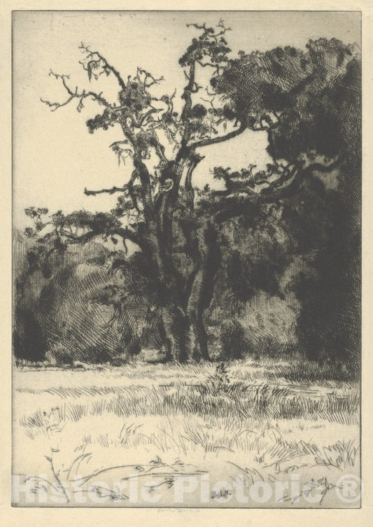Art Print : Ernest Haskell - Dying White Oak : Vintage Wall Art