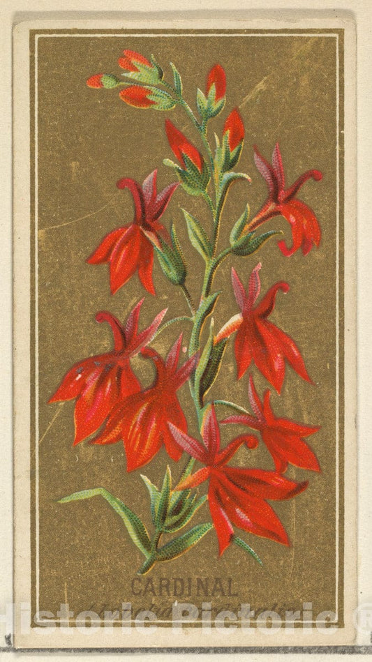 Art Print : Issued by Goodwin & Company - Cardinal (Lobelia cardinalis), from The Flowers Series for Old Judge Cigarettes : Vintage Wall Art
