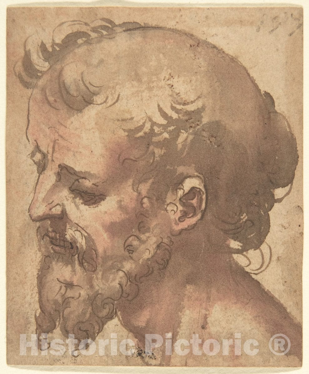 Art Print : Italian, Sienese, 16th Century - Head of a Bearded Man : Vintage Wall Art