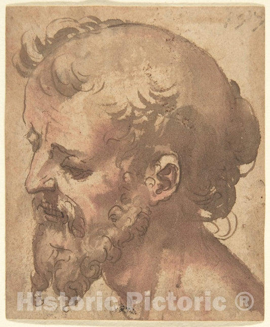 Art Print : Italian, Sienese, 16th Century - Head of a Bearded Man : Vintage Wall Art