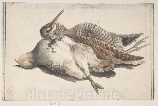 Art Print : Count Giorgio Durante (Duranti) - Dead Birds. : Vintage Wall Art