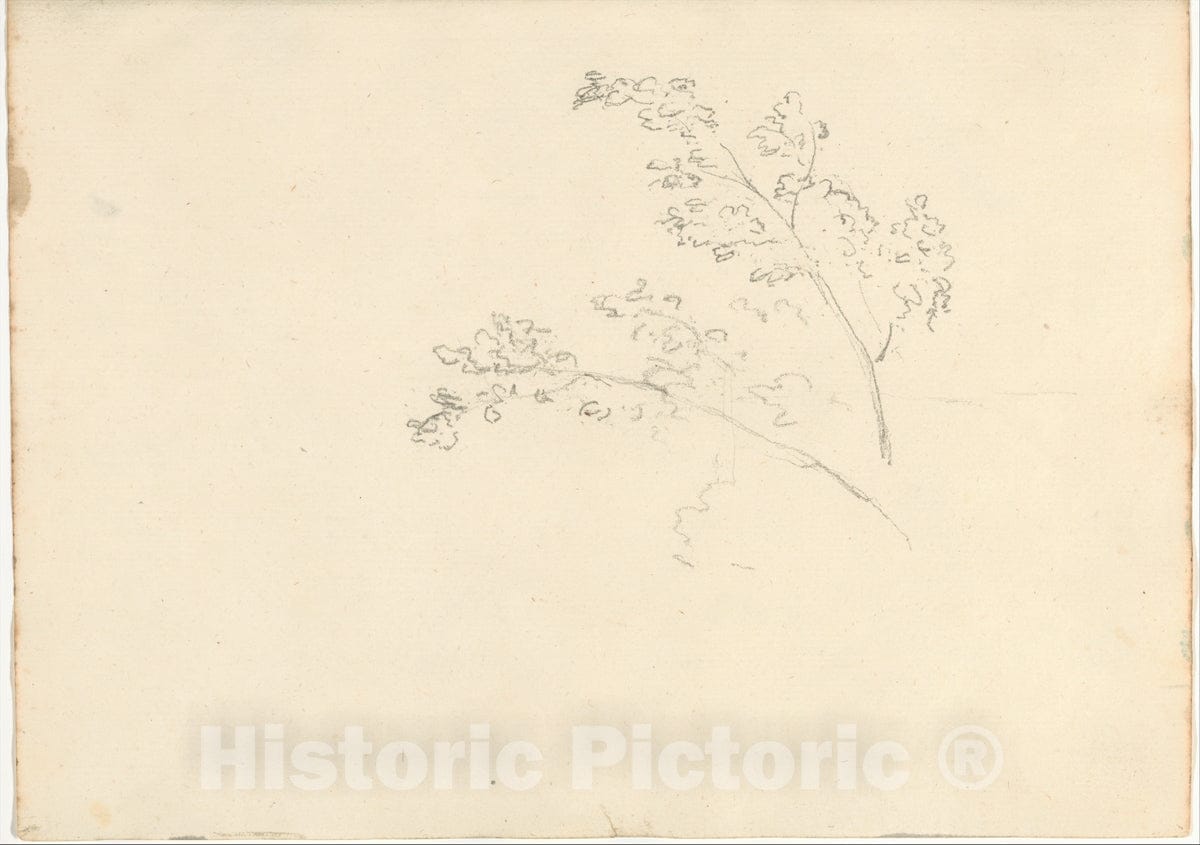 Art Print : Joseph Wright (Wright of Derby) - Tree Branches (Smaller Italian Sketchbook, Leaf 30 Recto) : Vintage Wall Art