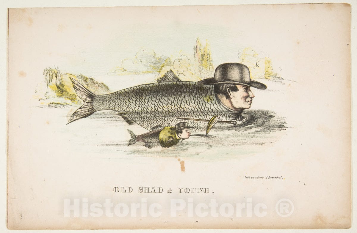 Art Print : Henry Louis Stephens - Old Shad & Young, from The Comic Natural History of The Human Race : Vintage Wall Art