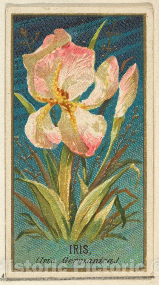 Art Print : Issued by Goodwin & Company - Iris (Iris Germanica), from The Flowers Series for Old Judge Cigarettes : Vintage Wall Art