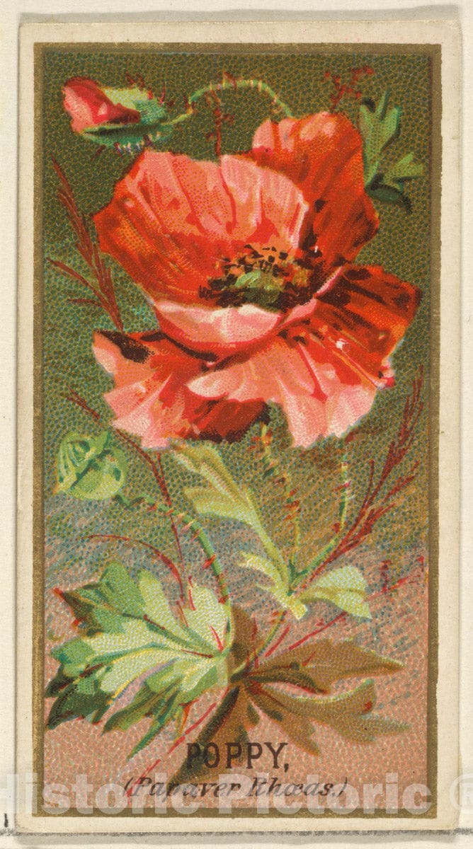 Art Print : Issued by Goodwin & Company - Poppy (Papaver Rhoeas), from The Flowers Series for Old Judge Cigarettes : Vintage Wall Art