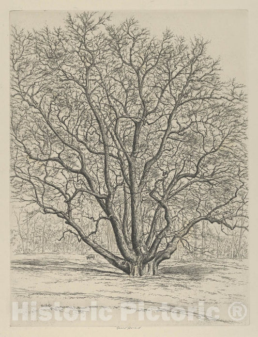 Art Print : Ernest Haskell - Giant Sycamore : Vintage Wall Art