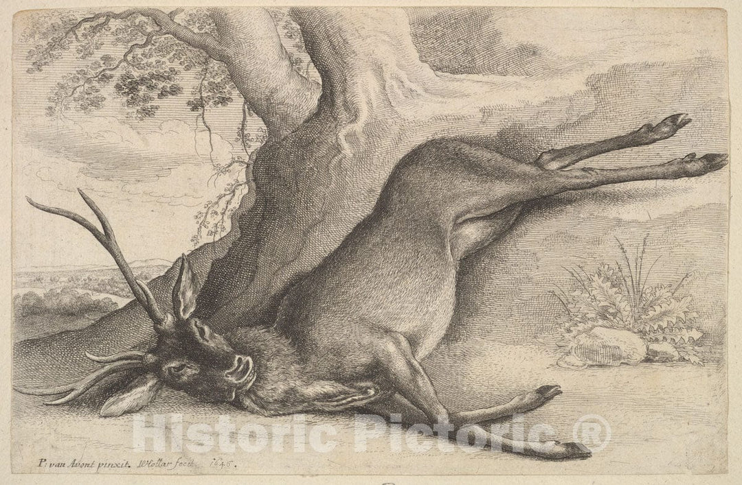 Art Print : Wenceslaus Hollar - Dead stag : Vintage Wall Art