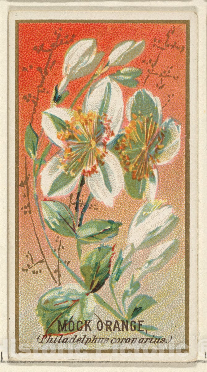 Art Print : Issued by Goodwin & Company - Mock Orange (Philadelphus coronarius), from The Flowers Series for Old Judge Cigarettes : Vintage Wall Art