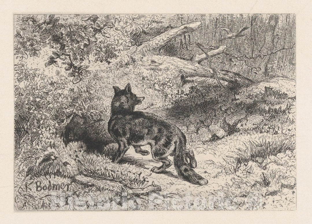 Art Print : Karl Bodmer - A Fox : Vintage Wall Art
