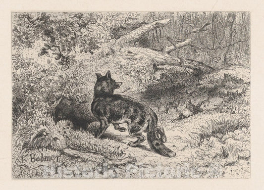 Art Print : Karl Bodmer - A Fox : Vintage Wall Art