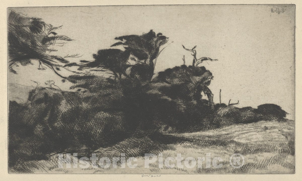 Art Print : Ernest Haskell - Cypress Study No. 2 : Vintage Wall Art
