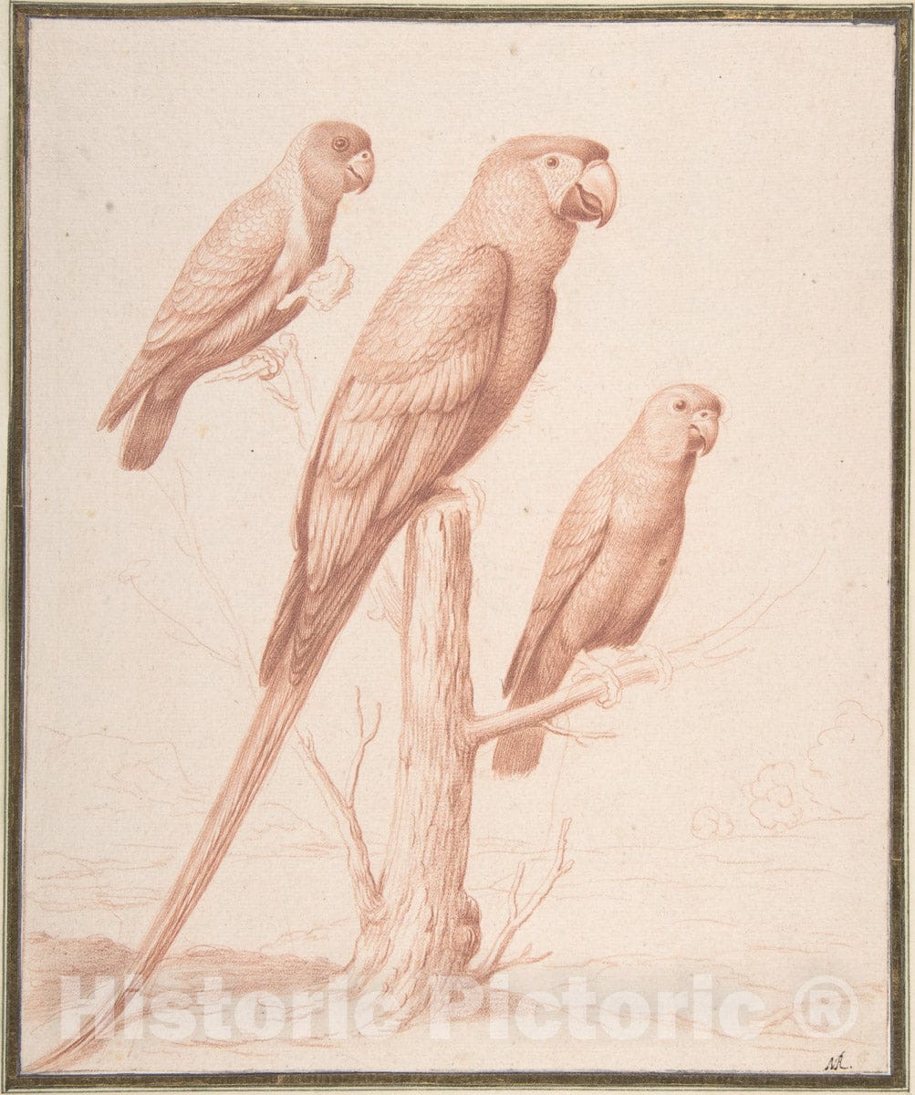 Art Print : Nicolas Robert - Three Parrots : Vintage Wall Art