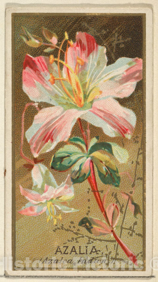 Art Print : Issued by Goodwin & Company - Azalia (Azalea Indica), from The Flowers Series for Old Judge Cigarettes : Vintage Wall Art