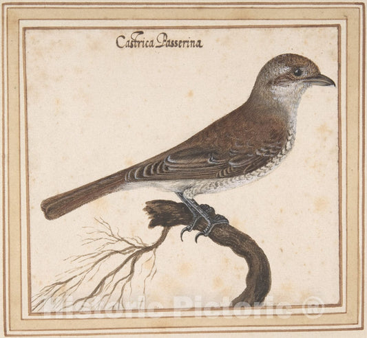 Art Print : Vincenzo Leonardi - Castrica Passerina : Vintage Wall Art