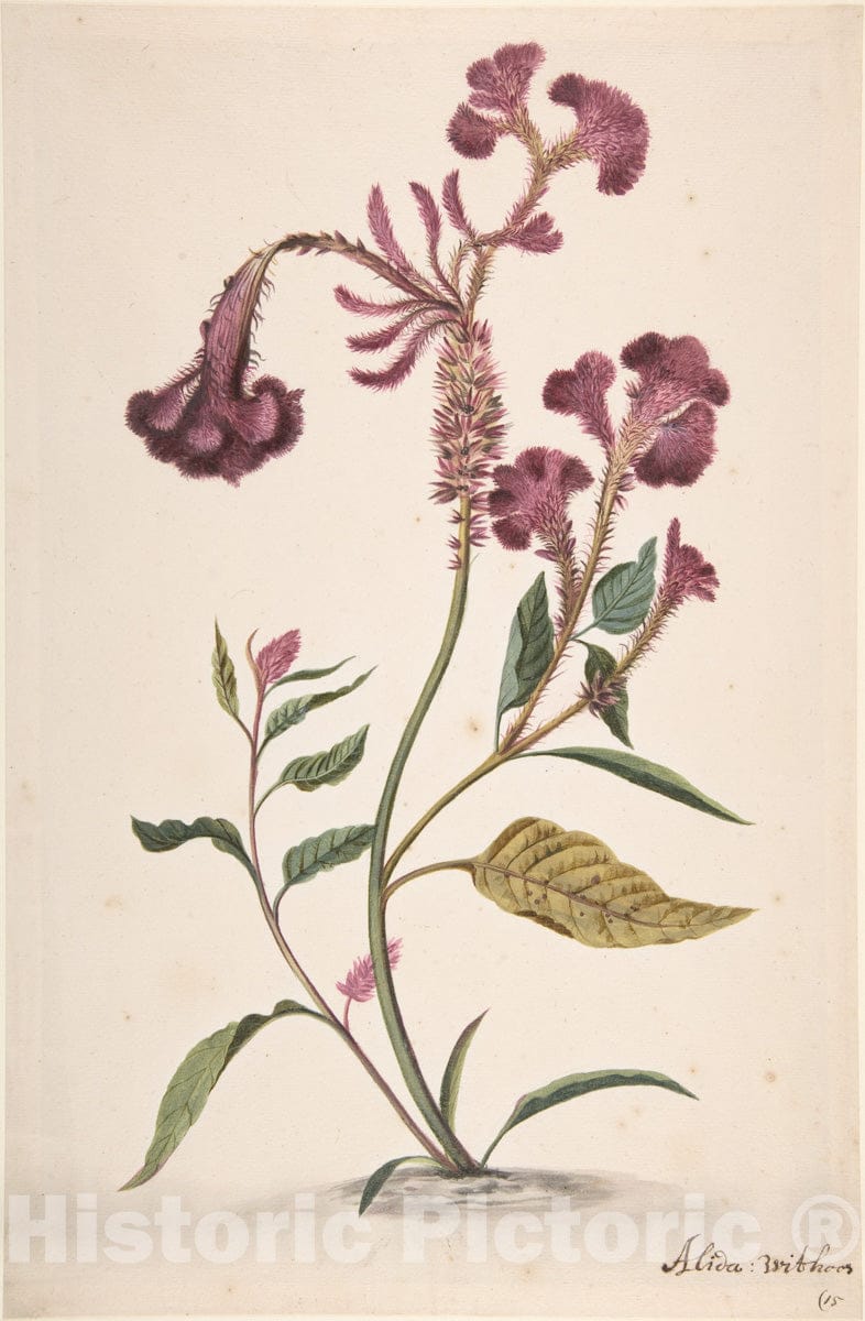 Art Print : Alida Withoos - Study of a Hanekam (Celosia argentea) : Vintage Wall Art