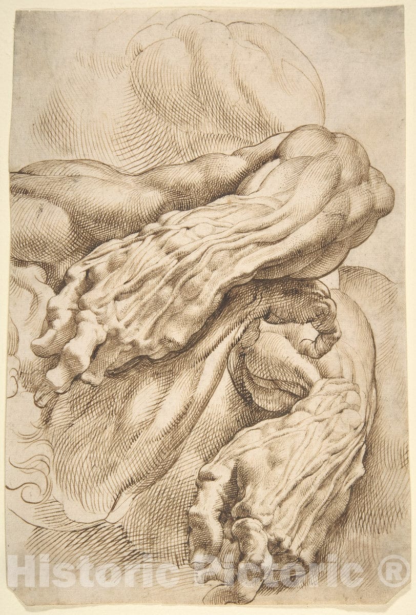 Art Print : Peter Paul Rubens - Anatomical Studies: a Left Forearm in Two Positions and a Right Forearm : Vintage Wall Art