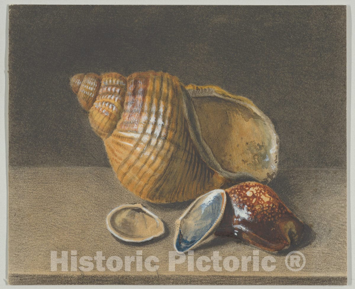 Art Print : Anonymous - A Cowrie, and a Larger and Two Smaller Shells : Vintage Wall Art