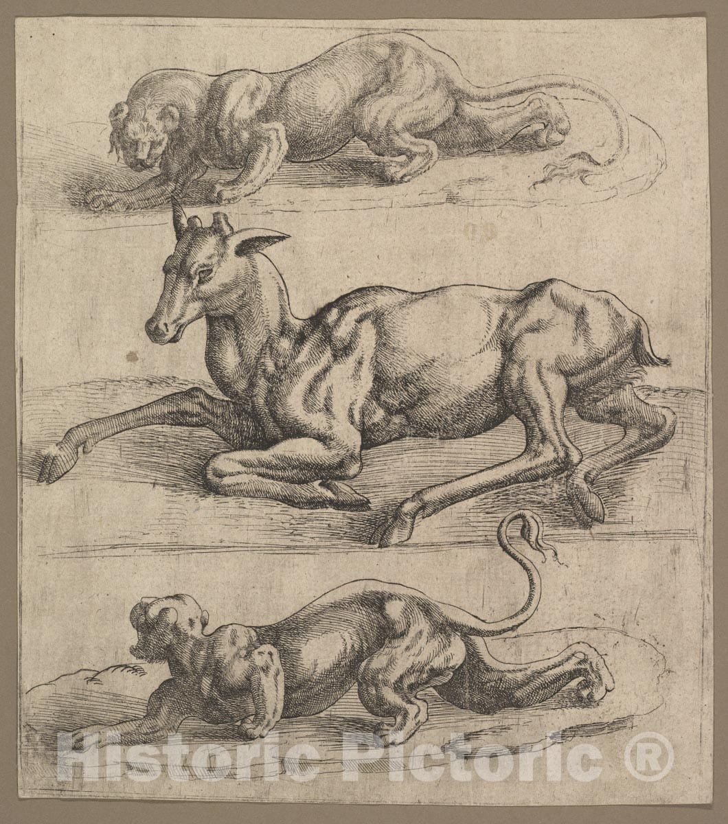 Art Print : Jan Cornelisz Vermeyen - A Doe and Two Lionesses : Vintage Wall Art