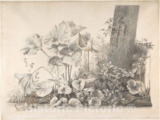 Art Print : Josephus Augustus Knip - Burdocks, Campions and Brambles by a Treetrunk on a River Bank : Vintage Wall Art