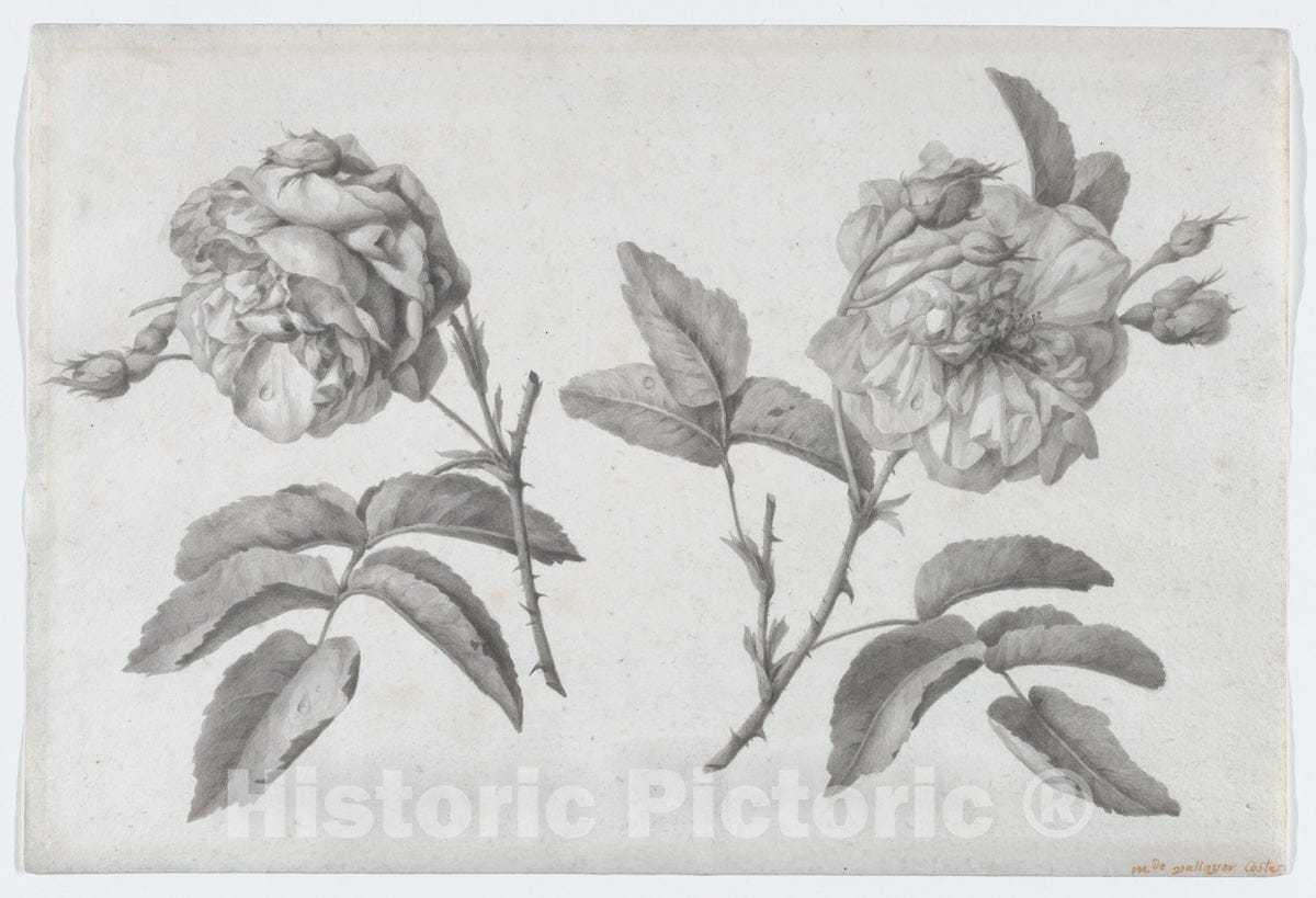 Art Print : Anne Vallayer-Coster - Two Roses : Vintage Wall Art