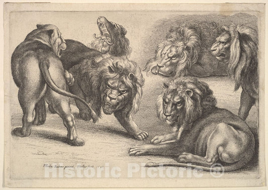 Art Print : Wenceslaus Hollar - Five Lions and a Lioness : Vintage Wall Art