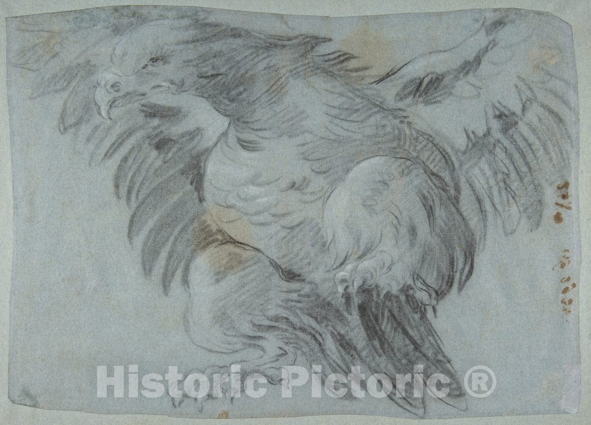 Art Print : Giovanni Battista Tiepolo - an Eagle with Wings Spread : Vintage Wall Art
