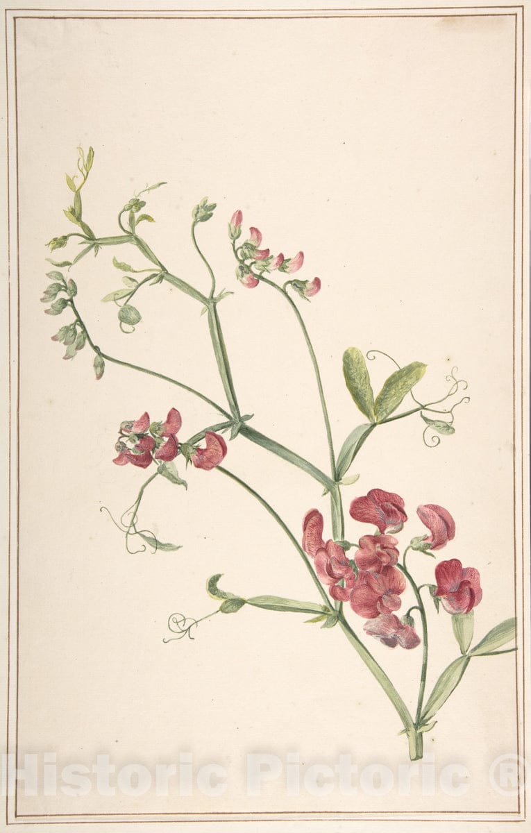 Art Print : Jan Jansz. Van der Vinne - Perennial Pea : Vintage Wall Art