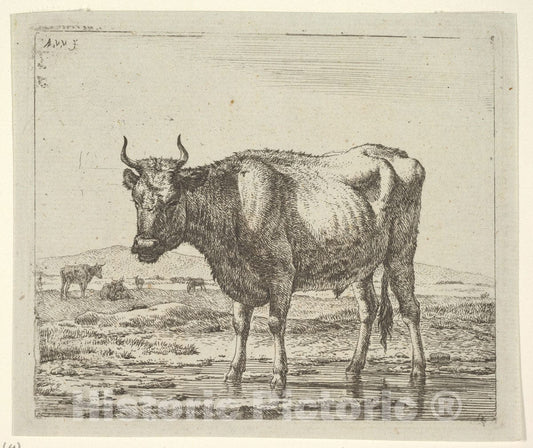 Art Print : Adriaen Van de Velde - Bull Standing in Water, from Different Animals : Vintage Wall Art