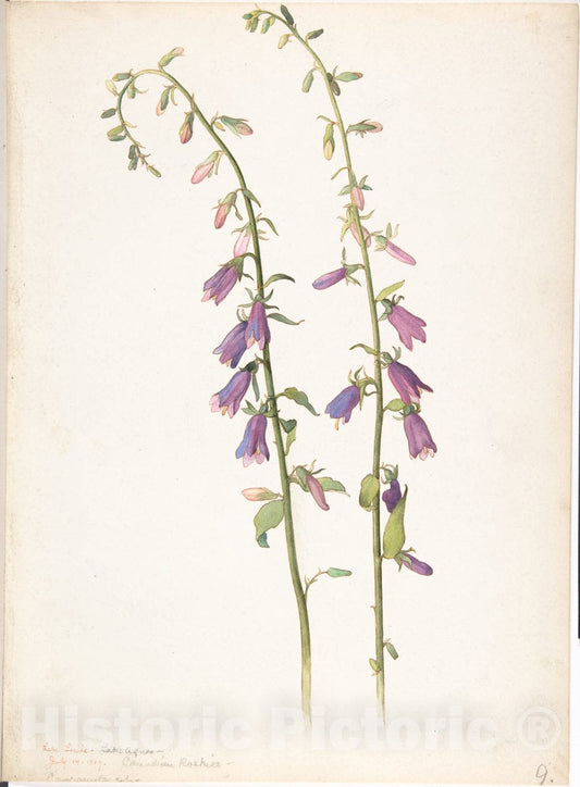 Art Print : Margaret Neilson Armstrong - Campanula : Vintage Wall Art
