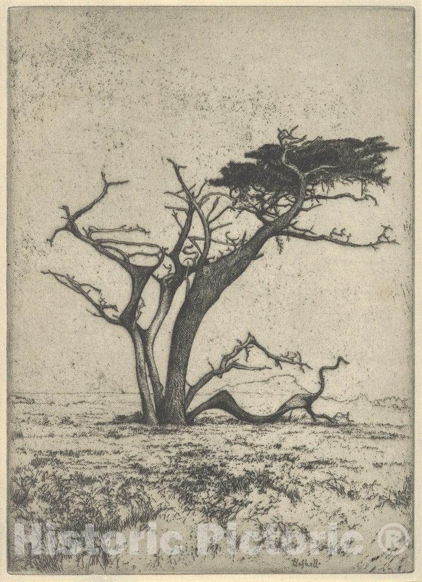 Art Print : Ernest Haskell - Antlers : Vintage Wall Art