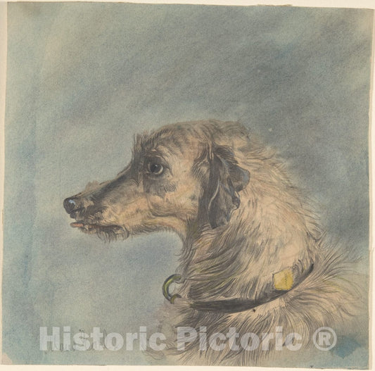 Art Print : Maud Earl - Head of a Scottish Deerhound, After Landseer's Hafed : Vintage Wall Art