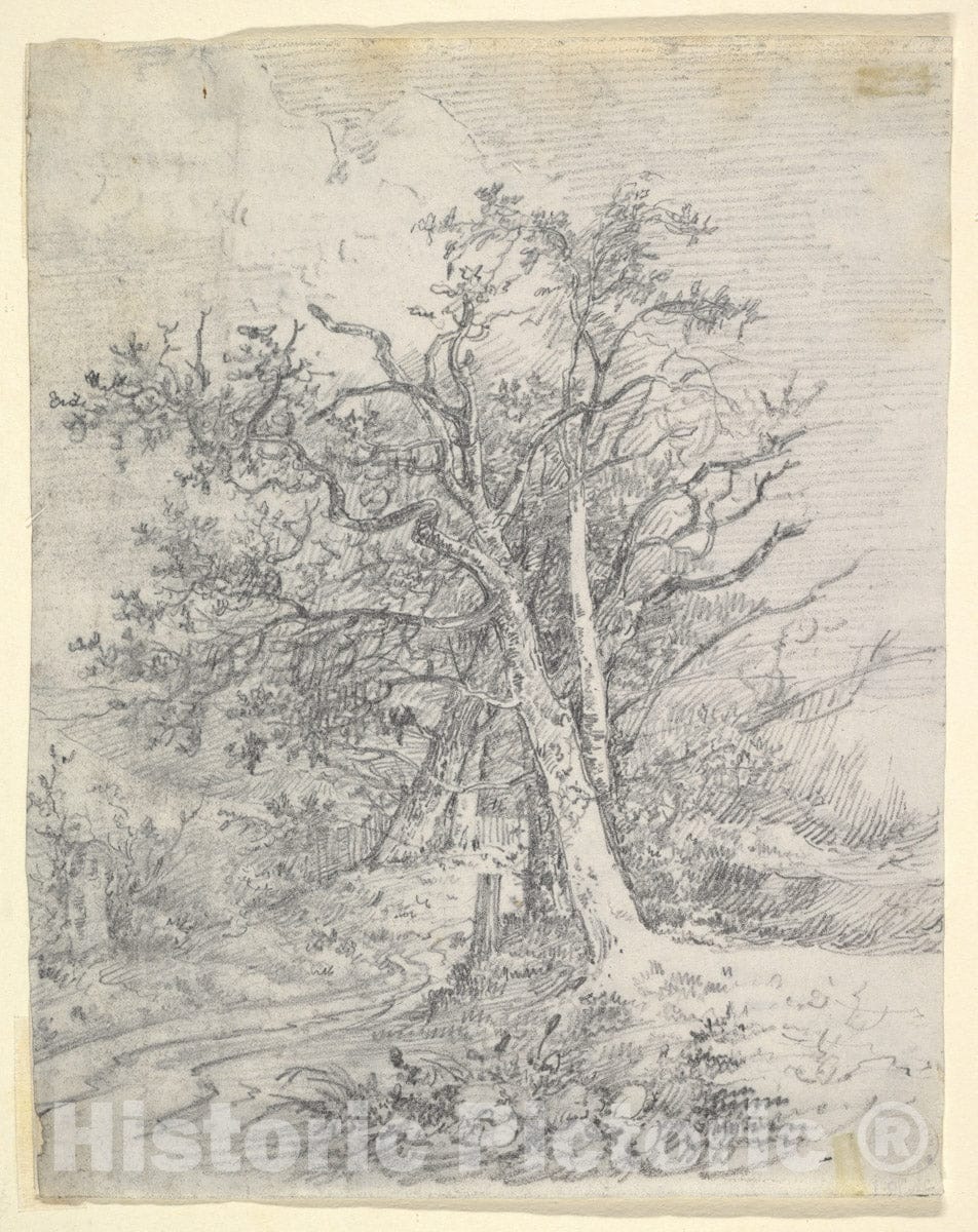 Art Print : John Crome - Study for Tree Trunks and Lane : Vintage Wall Art