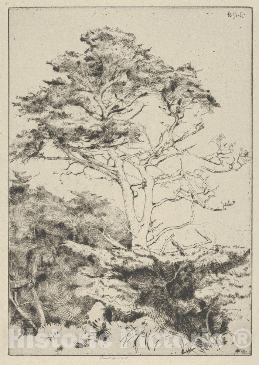 Art Print : Ernest Haskell - Point Lobos Cypress : Vintage Wall Art