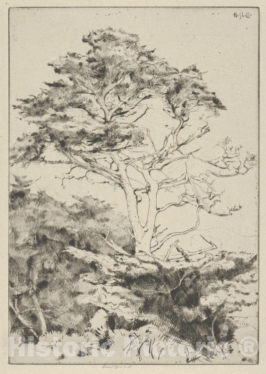 Art Print : Ernest Haskell - Point Lobos Cypress : Vintage Wall Art