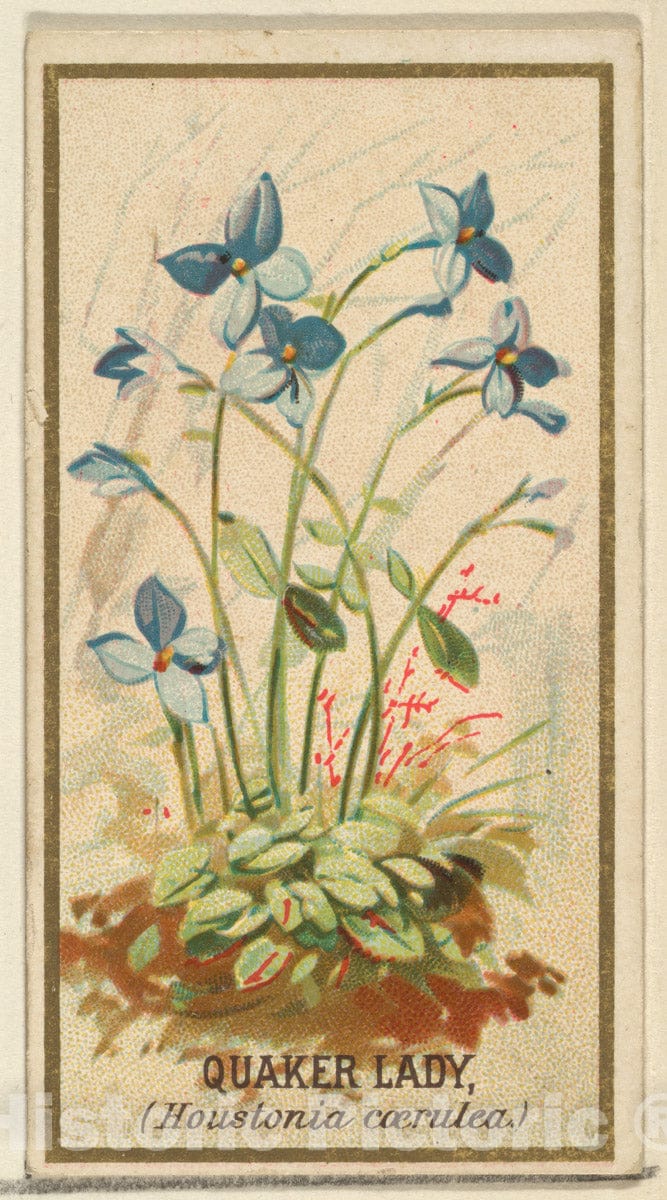 Art Print : Issued by Goodwin & Company - Quaker Lady (Houstonia caerulea), from The Flowers Series for Old Judge Cigarettes : Vintage Wall Art