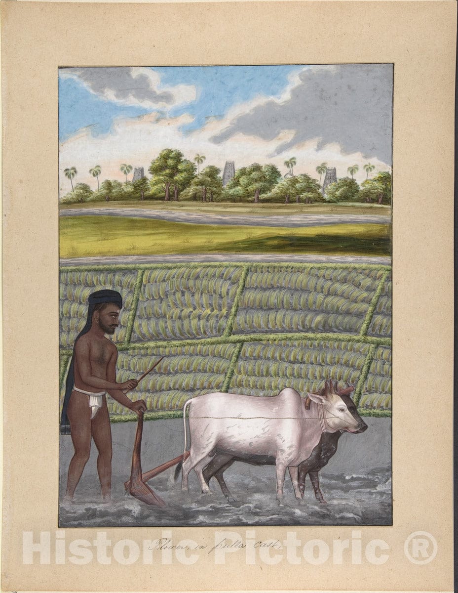 Art Print : Indian, 19th Century - Plower in Pulla Caste, from Indian Trades and Castes : Vintage Wall Art