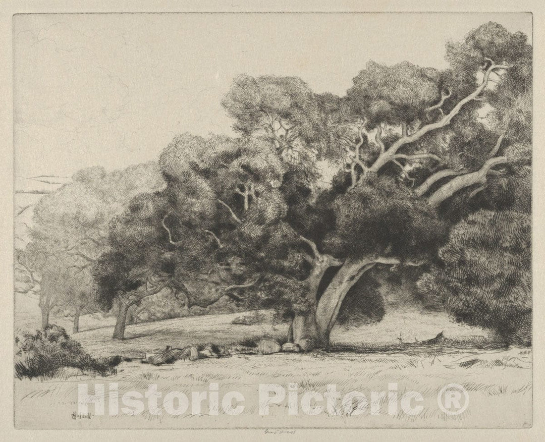 Art Print : Ernest Haskell - Large Live Oak : Vintage Wall Art