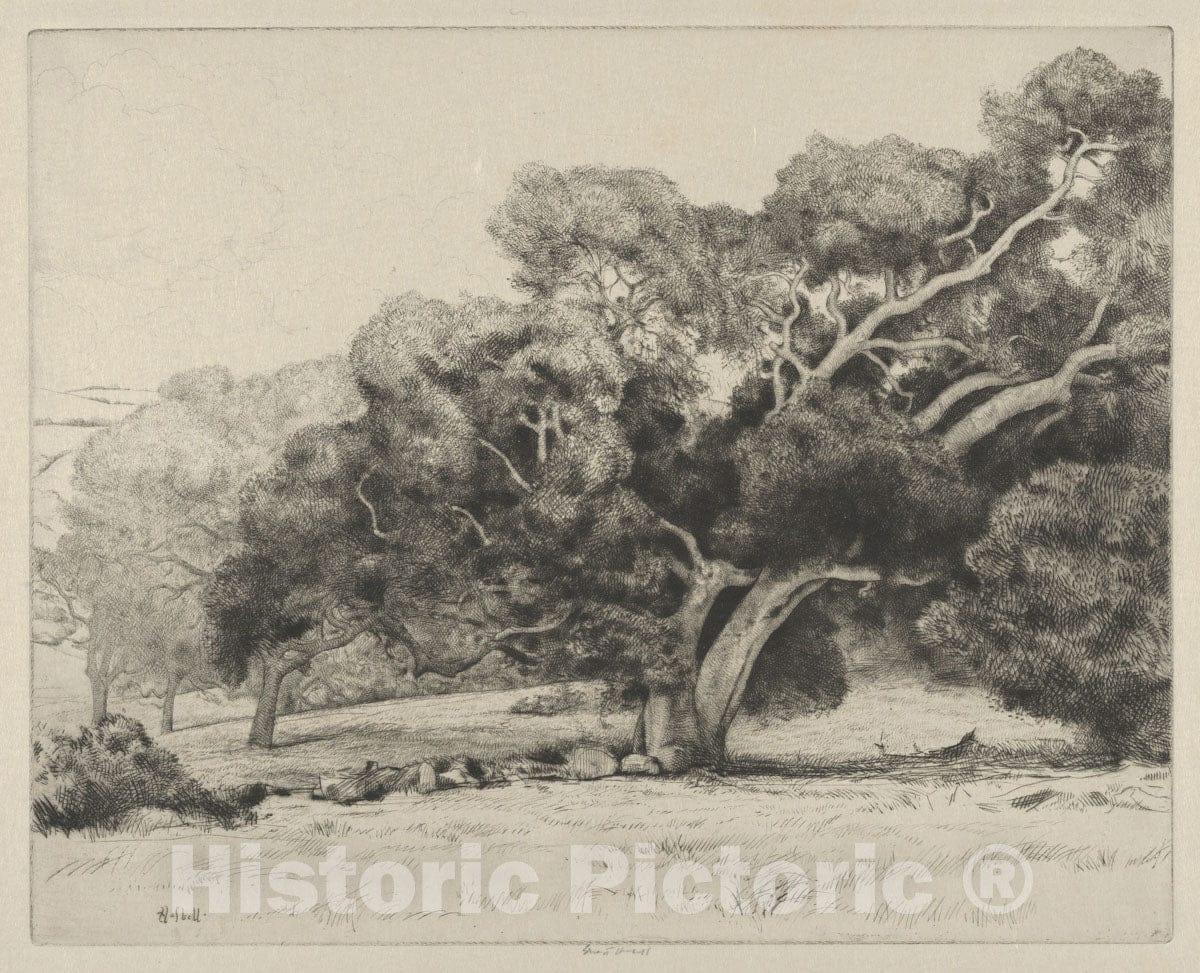 Art Print : Ernest Haskell - Large Live Oak : Vintage Wall Art