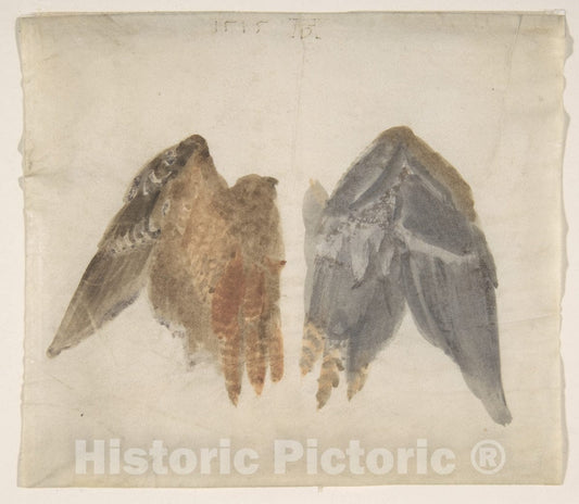 Art Print : in The Manner of Albrecht Dürer - Bittern's Wings: Study Showing Both Sides : Vintage Wall Art