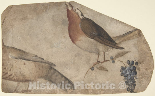 Art Print : Giovanni da Udine (Giovanni dei Ricamatori) - Bird Eating Grapes (Recto)