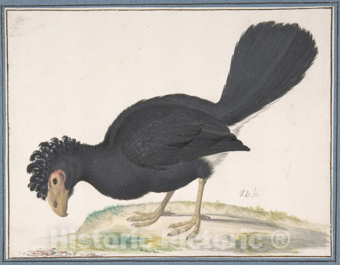 Art Print : Johannes Bronckhorst - A Black Curassow : Vintage Wall Art