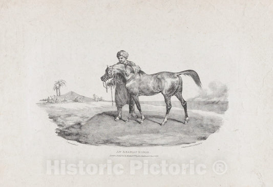 Art Print : Théodore Gericault - an Arabian Horse : Vintage Wall Art