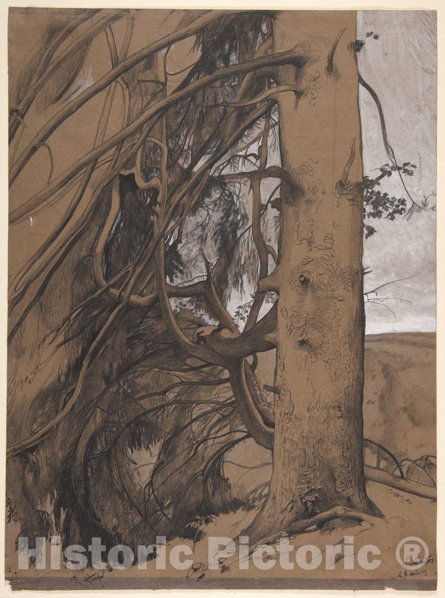 Art Print : René-Ernest Huet - A Fir Tree in The Forest of The Landes, Aquitane : Vintage Wall Art