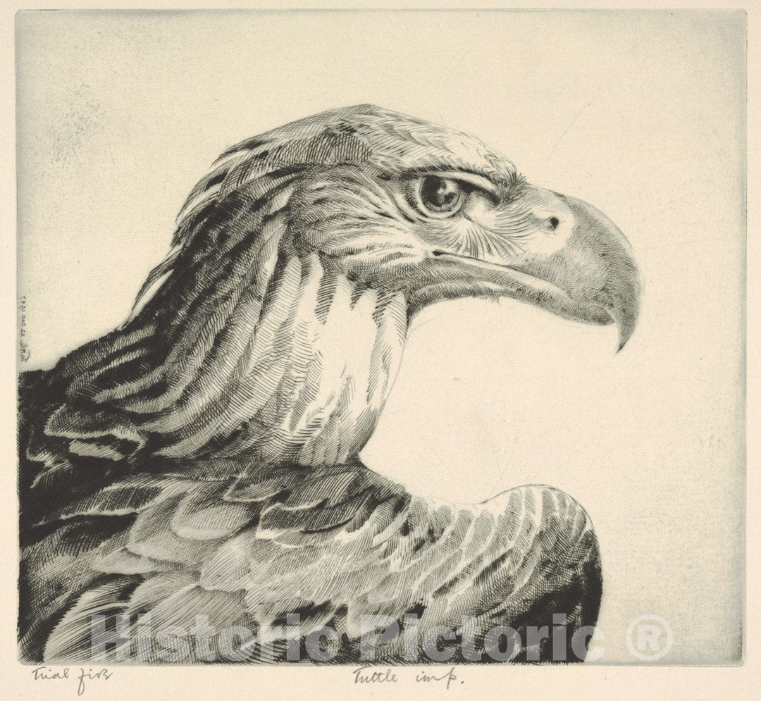 Art Print : Henry Emerson Tuttle - Aquiline (Eagle Head) : Vintage Wall Art