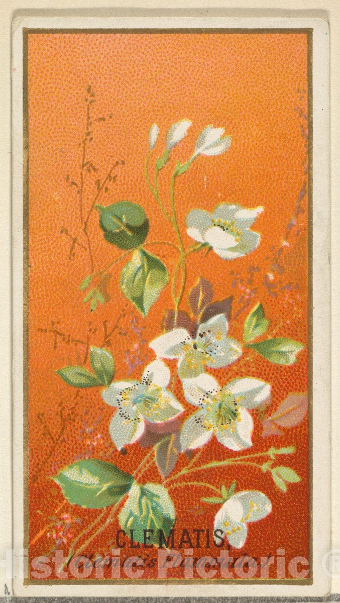 Art Print : Issued by Goodwin & Company - Clemantis (Clemantis Flammula), from The Flowers Series for Old Judge Cigarettes : Vintage Wall Art