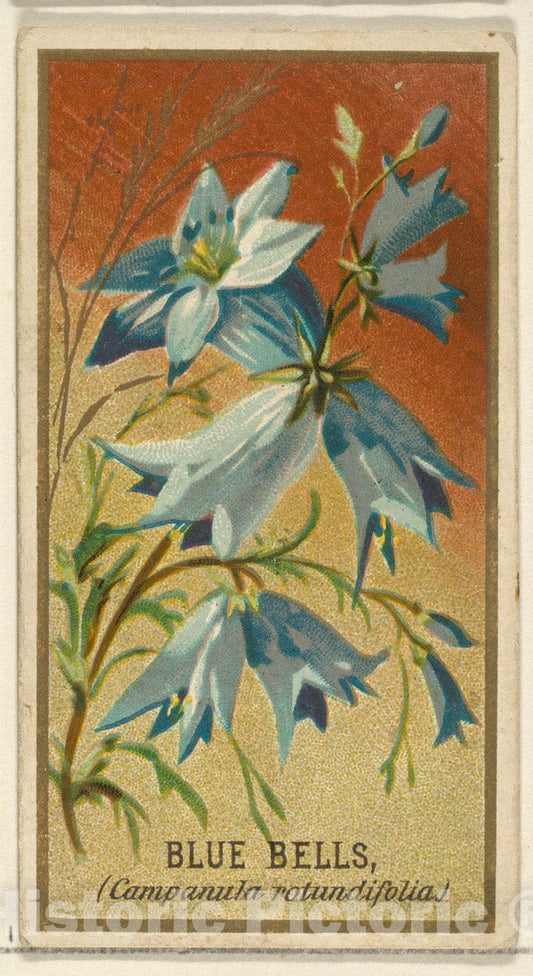 Art Print : Issued by Goodwin & Company - Bluebells (Campanula rotundifolia), from The Flowers Series for Old Judge Cigarettes : Vintage Wall Art