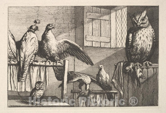 Art Print : Wenceslaus Hollar - Hawks and Owls : Vintage Wall Art