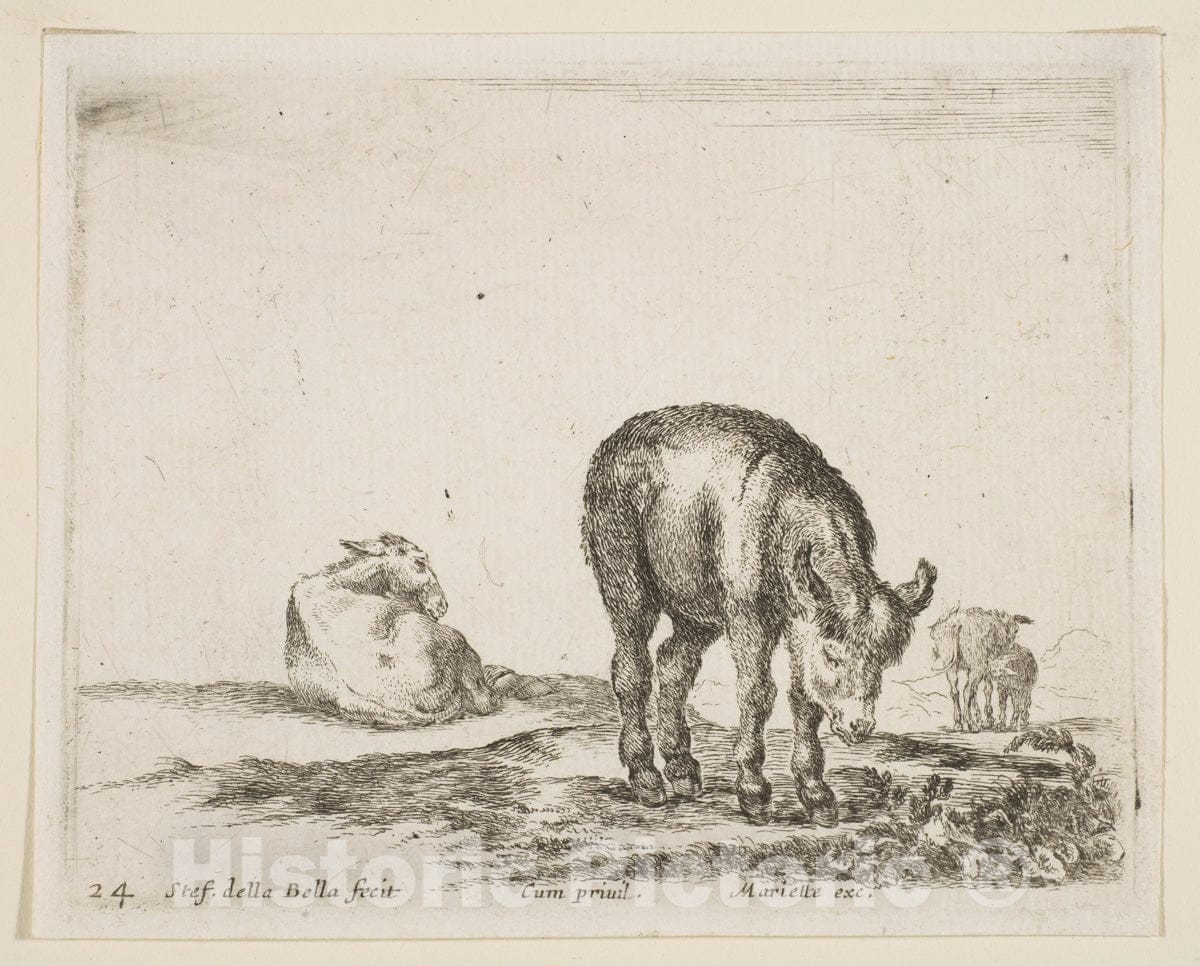 Art Print : Stefano Della Bella - Plate 24: Donkeys, from 'Various Animals' (Diversi animali) : Vintage Wall Art