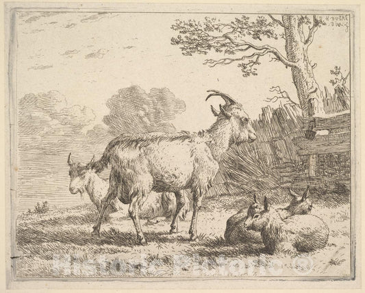 Art Print : Four Goats